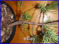 11 Year Old Informal Upright Japanese Black Pine 1/2 Inch Nebari Trunk Bonsai