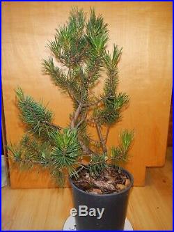 11 Year Old Informal Upright Japanese Black Pine 3/4 Inch Nebari Trunk Bonsai