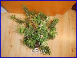 11 Year Old Informal Upright Japanese Black Pine 3/4 Inch Nebari Trunk Bonsai