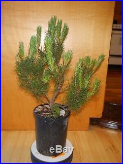 11 Year Old Informal Upright Japanese Black Pine 3/4 Inch Trunk Bonsai Tree