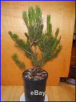 11 Year Old Informal Upright Japanese Black Pine 3/4 Inch Trunk Bonsai Tree