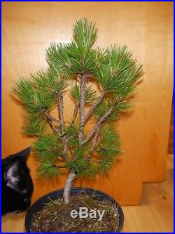 11 Year Old Informal Upright Japanese Black Pine 5/8 Inch Nebari Trunk Bonsai