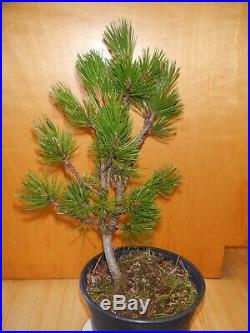 11 Year Old Informal Upright Japanese Black Pine 5/8 Inch Nebari Trunk Bonsai