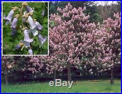 120 Princess Tree Seeds Paulownia Tomentosa Fast Grower Bonsai or Landscape