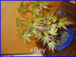 12 Year Japanese Maple Acer Palmatum Aureum 1 3/4 Inch Trunk Bonsai
