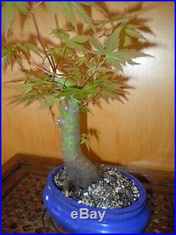 12 Year Japanese Maple Acer Palmatum Aureum 1 3/4 Inch Trunk Bonsai
