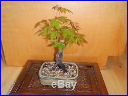 12 Year Japanese Maple Acer Palmatum Aureum 1 Inch Nebari Trunk Bonsai Tree