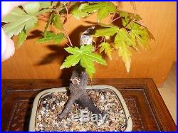 12 Year Japanese Maple Acer Palmatum Aureum 1 Inch Nebari Trunk Bonsai Tree