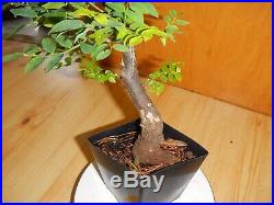 12 Year Old Collected 1 1/4 Inch Trunk Deciduous Huckleberry Bonsai Tree