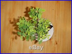 12 Year Old Collected 1 1/4 Inch Trunk Deciduous Huckleberry Bonsai Tree