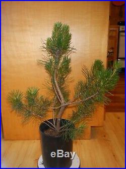 12 Year Old Informal Upright Japanese Black Pine 1 Inch Trunk Bonsai Tree