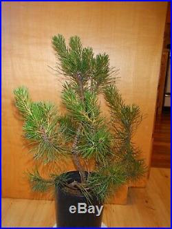 12 Year Old Informal Upright Japanese Black Pine 1 Inch Trunk Bonsai Tree