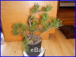 12 Year Old Informal Upright Japanese Black Pine 3/4 Inch Nebari Trunk Bonsai