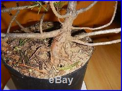 12 Year Old Informal Upright Japanese Black Pine 3/4 Inch Nebari Trunk Bonsai