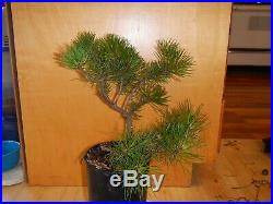 12 Year Old Informal Upright Japanese Black Pine 3/4 Inch Spiral Trunk Bonsai