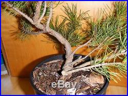 12 Year Old Informal Upright Japanese Black Pine 3/4 Inch Spiral Trunk Bonsai