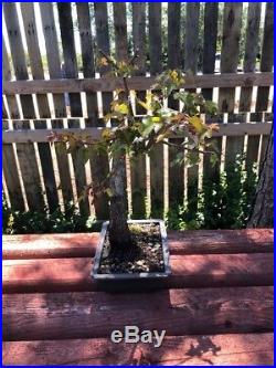 13 Bonsai Tree Trident Maple Acer Burgeranium Maple