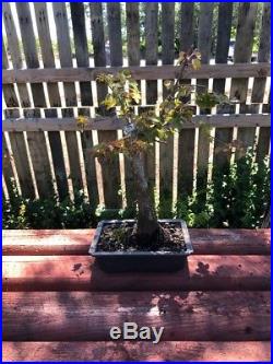 13 Bonsai Tree Trident Maple Acer Burgeranium Maple