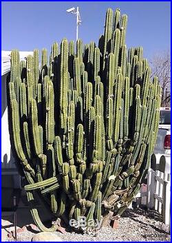 13+ LBS SAN PEDRO CACTUS CUTTINGS, 3 to 12 LONG EA, FROM MATURE MOTHER PLANTS