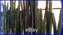 13+ LBS SAN PEDRO CACTUS CUTTINGS, 3 to 12 LONG EA, FROM MATURE MOTHER PLANTS