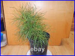 13 Year Old Informal Upright Japanese Black Pine 1/2 Inch Curved Trunk Bonsai