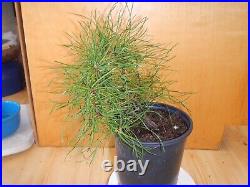 13 Year Old Informal Upright Japanese Black Pine 1/2 Inch Curved Trunk Bonsai