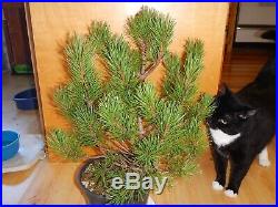 14 Year Old Informal Upright Japanese Black Pine 1 Inch Multi Trunk Bonsai