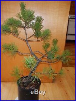 14 Year Old Informal Upright Japanese Black Pine 7/8 Inch Trunk Bonsai