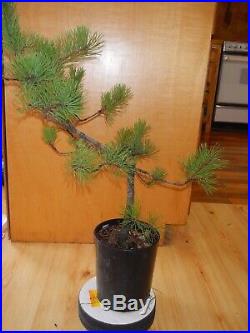 14 Year Old Informal Upright Japanese Black Pine 7/8 Inch Trunk Bonsai