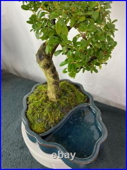 15-yr Old Shohin, Slant-style Flowering Cotoneaster Bonsai in LandWater Pot