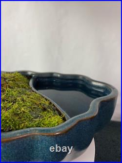 15-yr Old Shohin, Slant-style Flowering Cotoneaster Bonsai in LandWater Pot