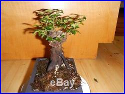 16 Year Old 2 X 1 1/2 Nebari Root Trunk Evergreen Huckleberry Bonsai Tree