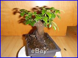 16 Year Old 2 X 1 1/2 Nebari Root Trunk Evergreen Huckleberry Bonsai Tree
