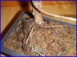 18 Year Old Informal Upright Japanese Black Pine 1 Inch Nebari Trunk Bonsai