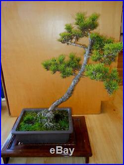 19 Year Old Informal Upright Japanese Red Pine One Inch Trunk Bonsai