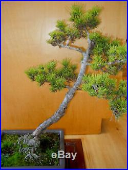 19 Year Old Informal Upright Japanese Red Pine One Inch Trunk Bonsai