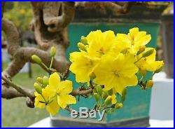 1 Large cay mai vang (Ochna integerrima) vietnam bonsai tree #14