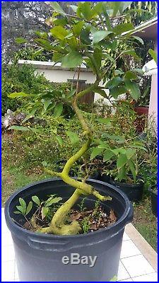 1 Large cay mai vang (Ochna integerrima) vietnam bonsai tree #14
