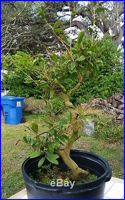 1 Large cay mai vang (Ochna integerrima) vietnam bonsai tree #24