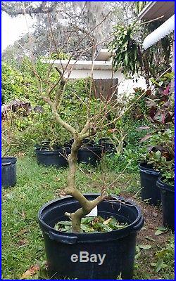 1 Large cay mai vang (Ochna integerrima) vietnam bonsai tree #24
