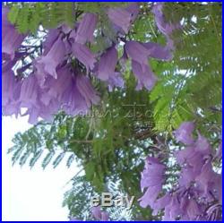 20Blue Jacaranda Tree Seeds Beautiful Long lasting Bloom TT253