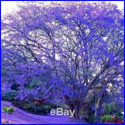 20Blue Jacaranda Tree Seeds Beautiful Long lasting Bloom TT253