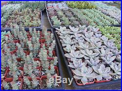 20 Assorted Succulent Plants 2 inch pot Many varieties
