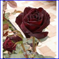 20 Black Baccara Hybrid Rare Rose Seeds, Exotic True Blood Rose Flower Seeds