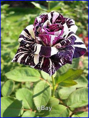 20 Black Dragon Rose Seeds Fresh Exotic Rare Rose Flower Seeds Black Dragon Rose