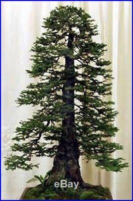 20 California Redwood Seeds Sequoia sempervirens Bonsai TALLEST in the WORLD