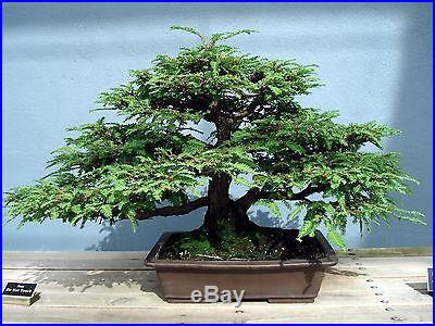 20 California Redwood Seeds Sequoia sempervirens Bonsai TALLEST in the WORLD