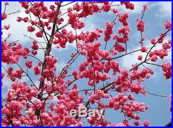 20 Japanese Sakura Seeds, Bonsai Flower Pink Cloud Prunus Serrulata Cherry