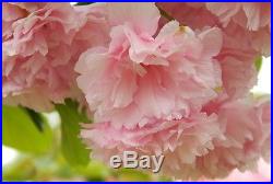 20 Japanese Sakura Seeds, Bonsai Flower Pink Cloud Prunus Serrulata Cherry