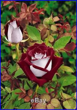 20 Osiria Hybrid Tea Rose Seeds, Rare Exotic Blood Red and White Rose Seeds